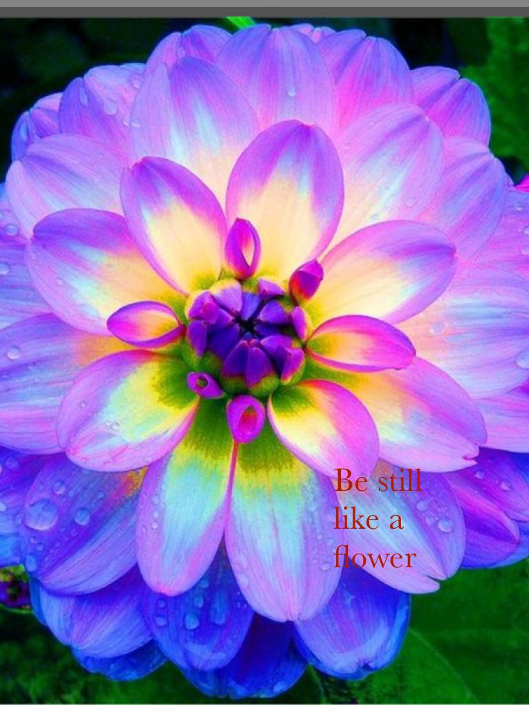 Be still like a flower