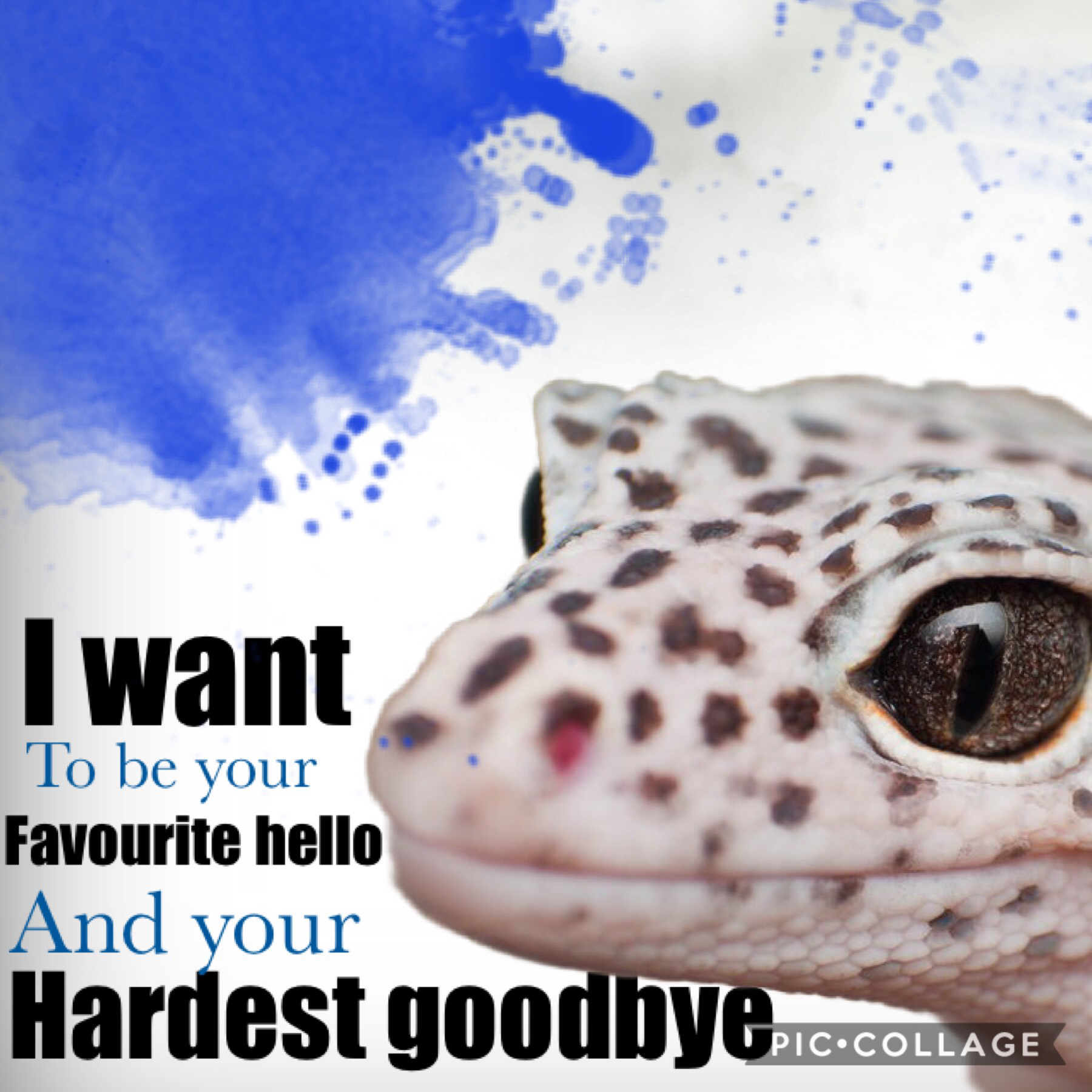 New collage. Sorry for not posting in a while 😬. I’ve been a little busy. My leopard gecko Comet isn’t eating and I’m a little worried. I’m quite happy with this collage. 