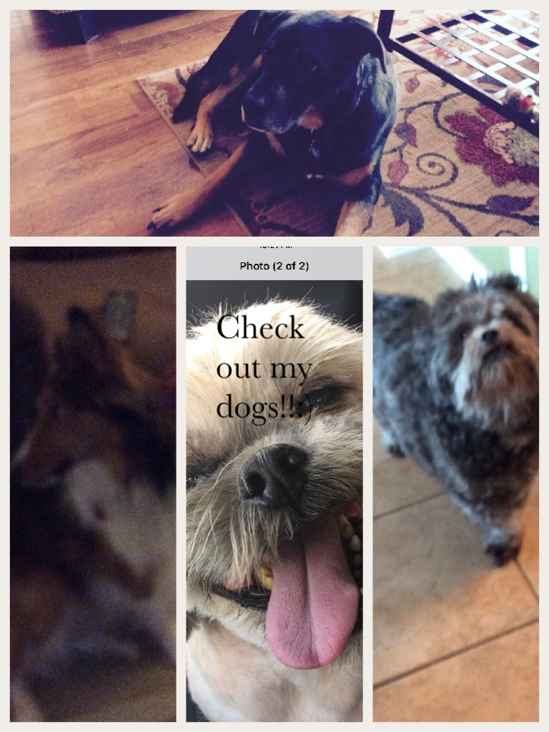 Check out my dogs!!:)