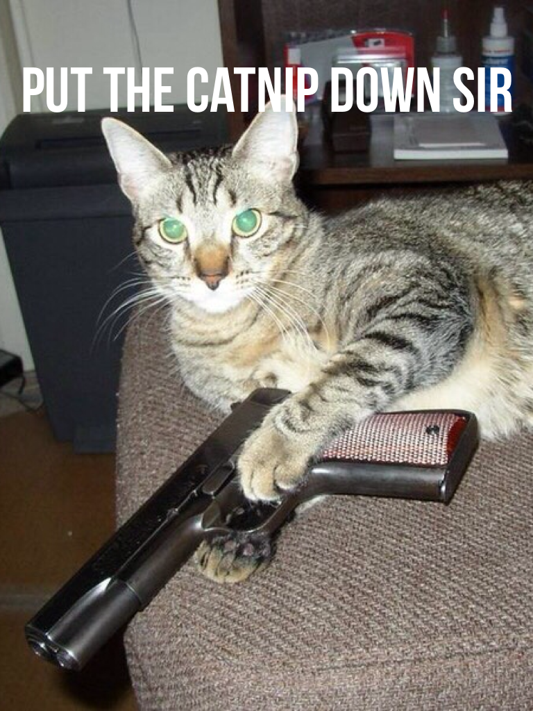 Put the catnip down sir