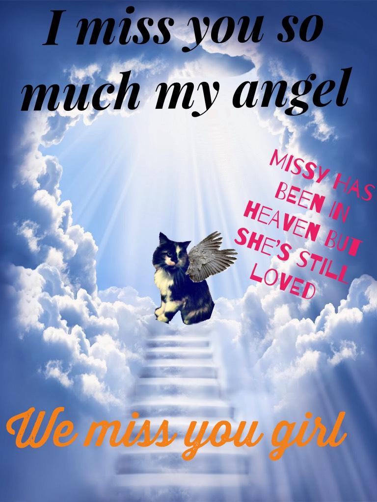 Missy the angel, we miss you 