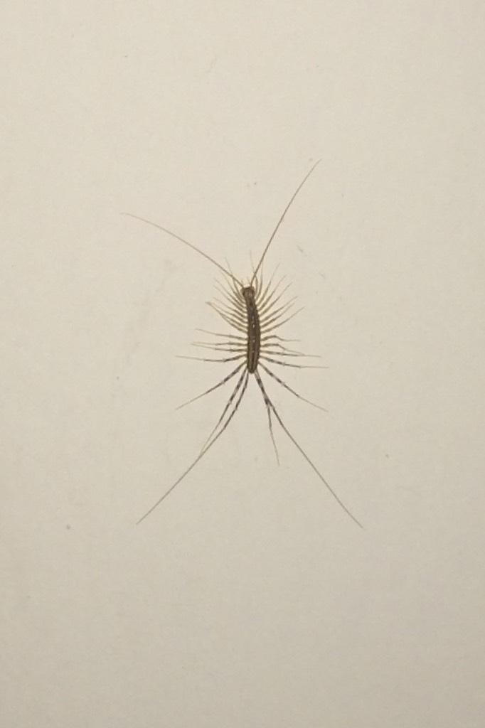 DOES ANYONE KNOW WHAT KIND OF BUG THIS IS
