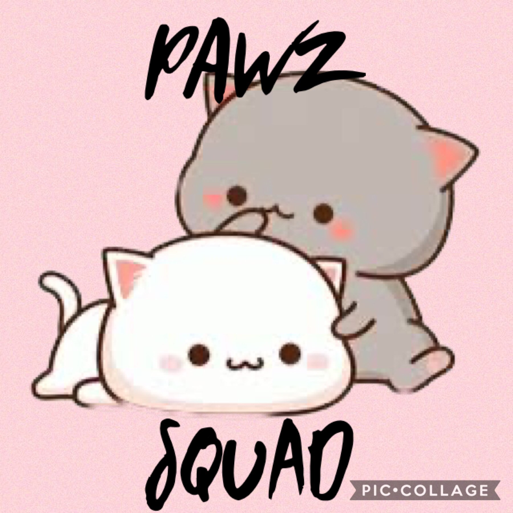 Pawz Squad