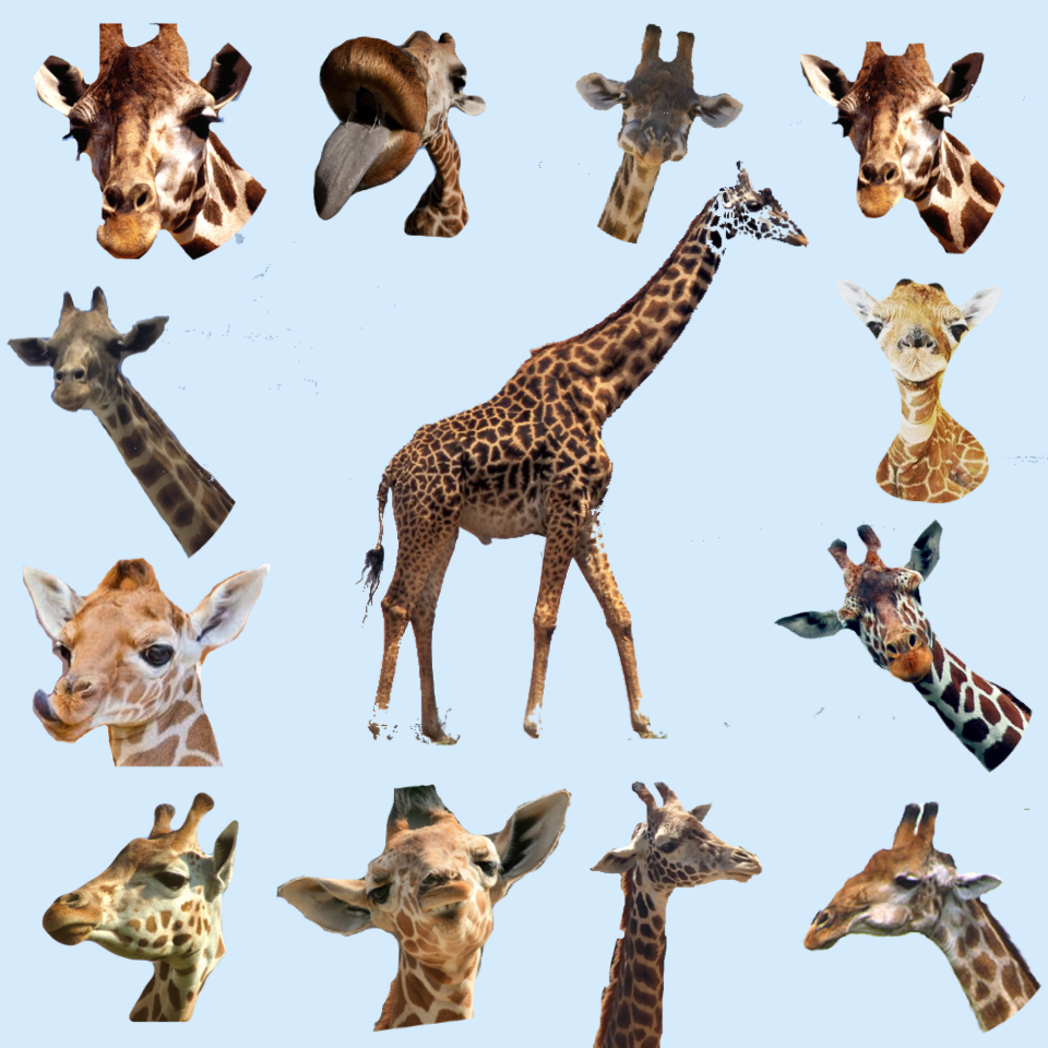 Giraffe pngs ☺️💖