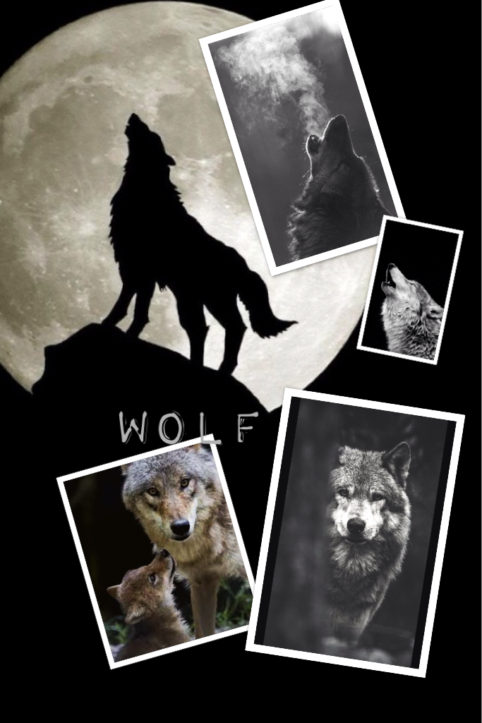 Wolves are very beautiful creatures, some say they are a sign of jealousy or anger, but I think they're a sign of strength and beauty. 