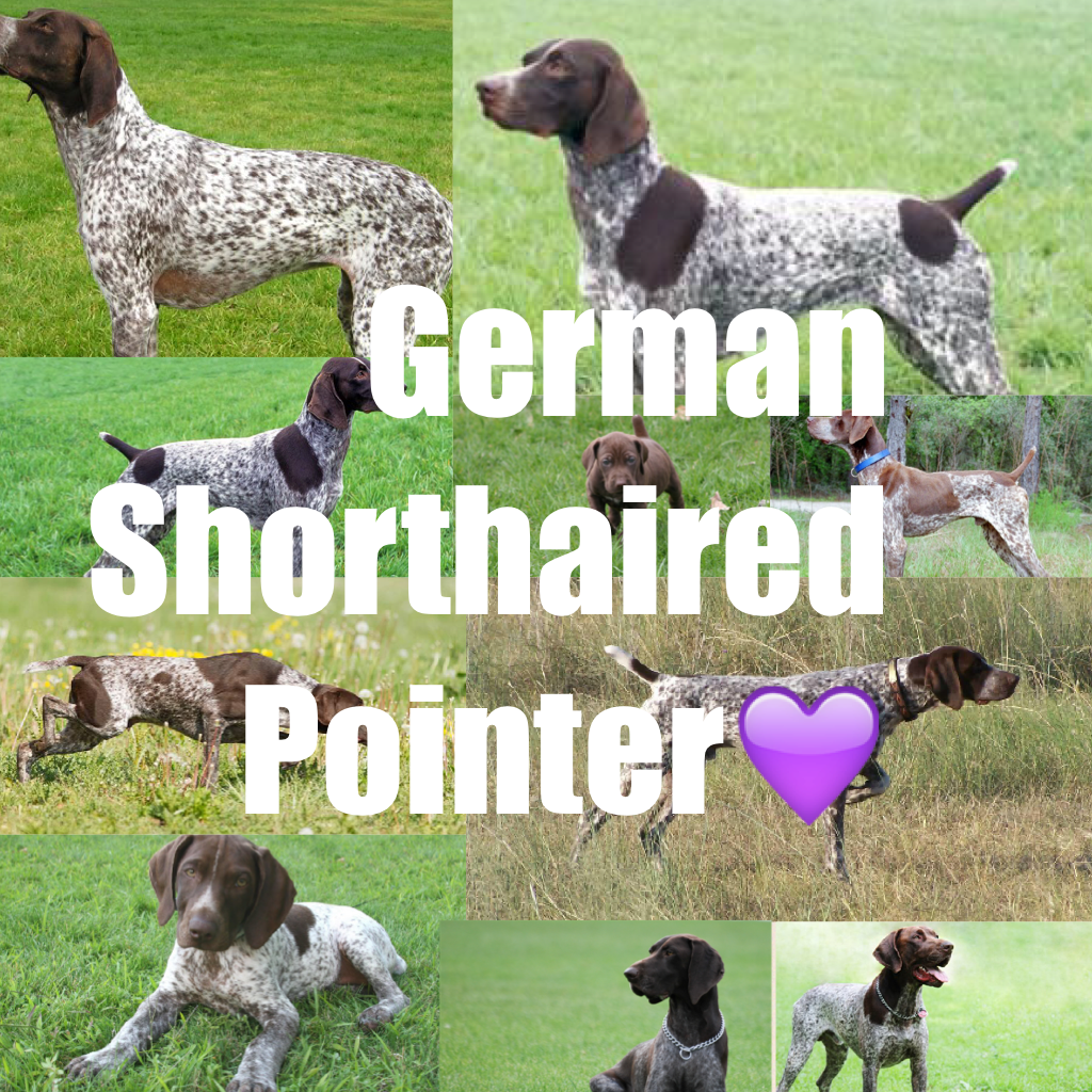German Shorthaired Pointer💜