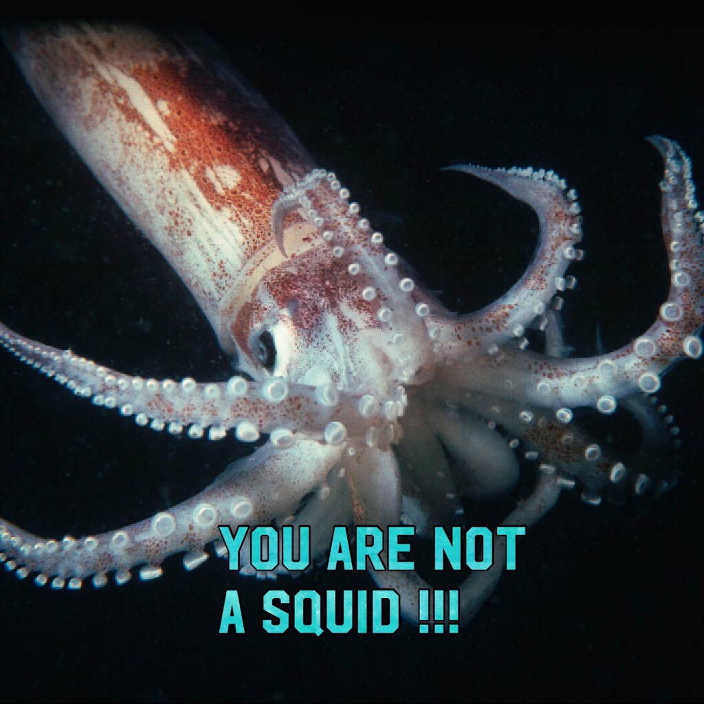 You are not a squid !!! Amelia ! 😡