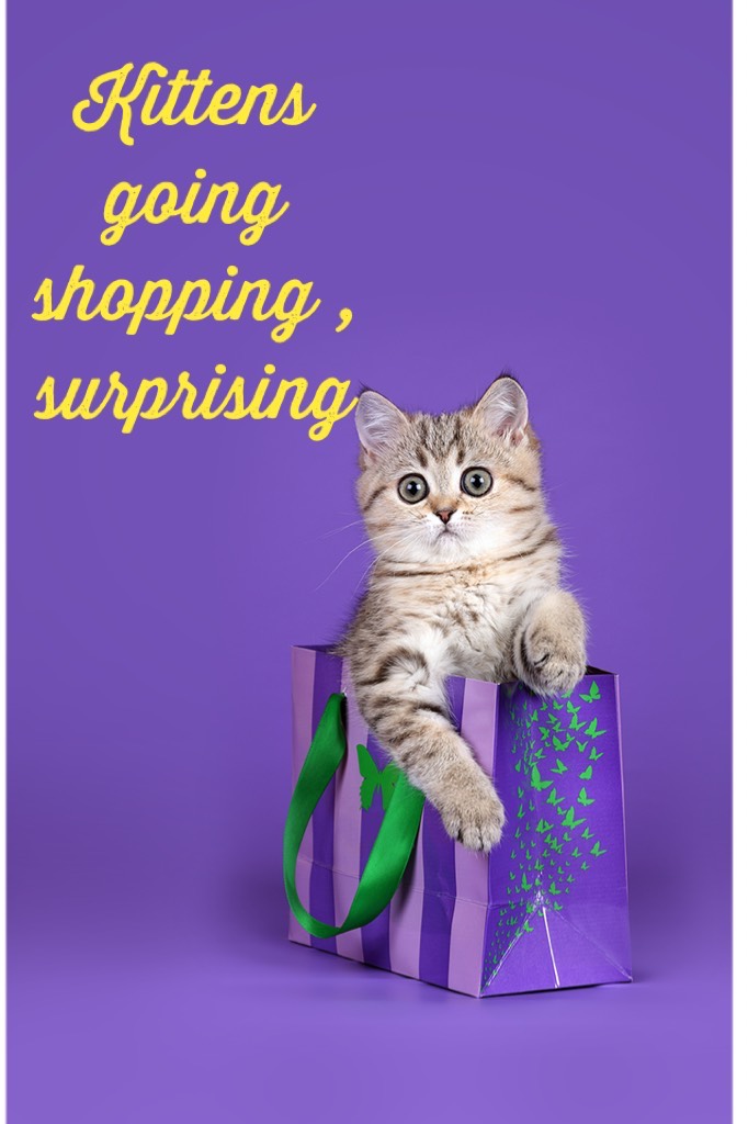 Kittens going shopping , surprising