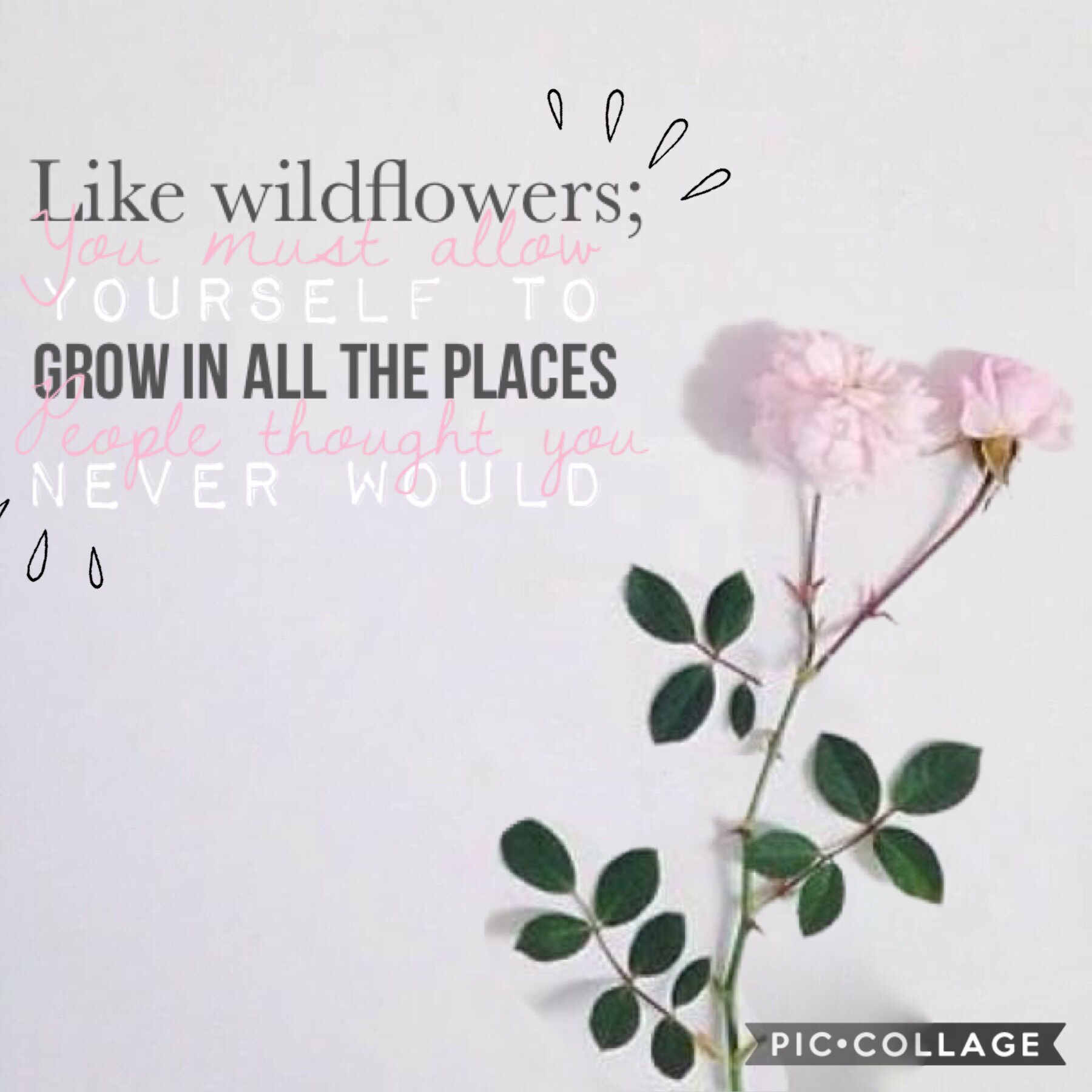 Tap🌸(I’m Belinda)
You’ll only get the Belinda thing if you follow -ForeverBliss- hehe. Anyways, I really like this quote.  I’m getting ready to have to be less active bc of school😔But I have a few more weeks til that. qotd: Do you have the app YouCam? aot