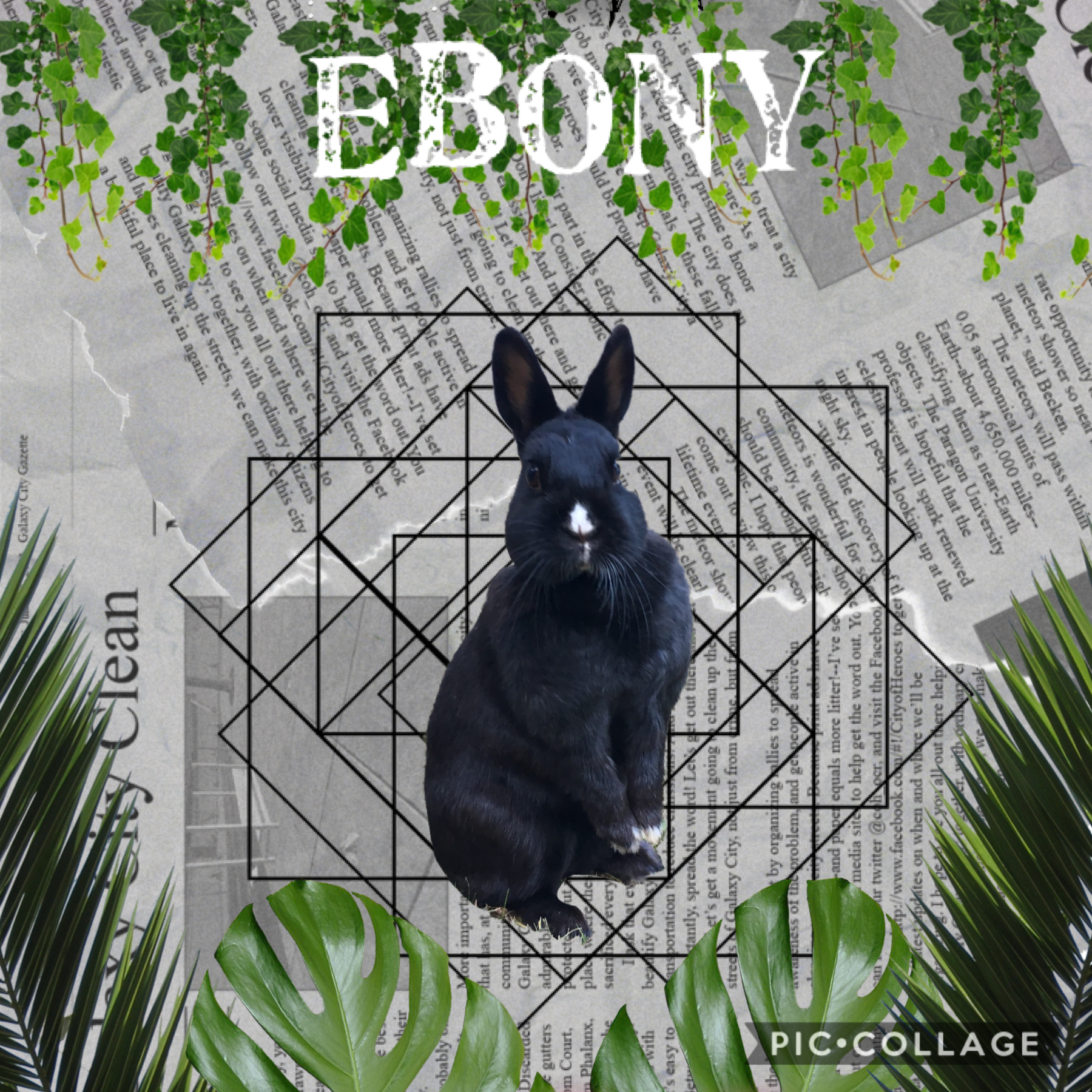 This is Ebony my rabbit!!!!!
