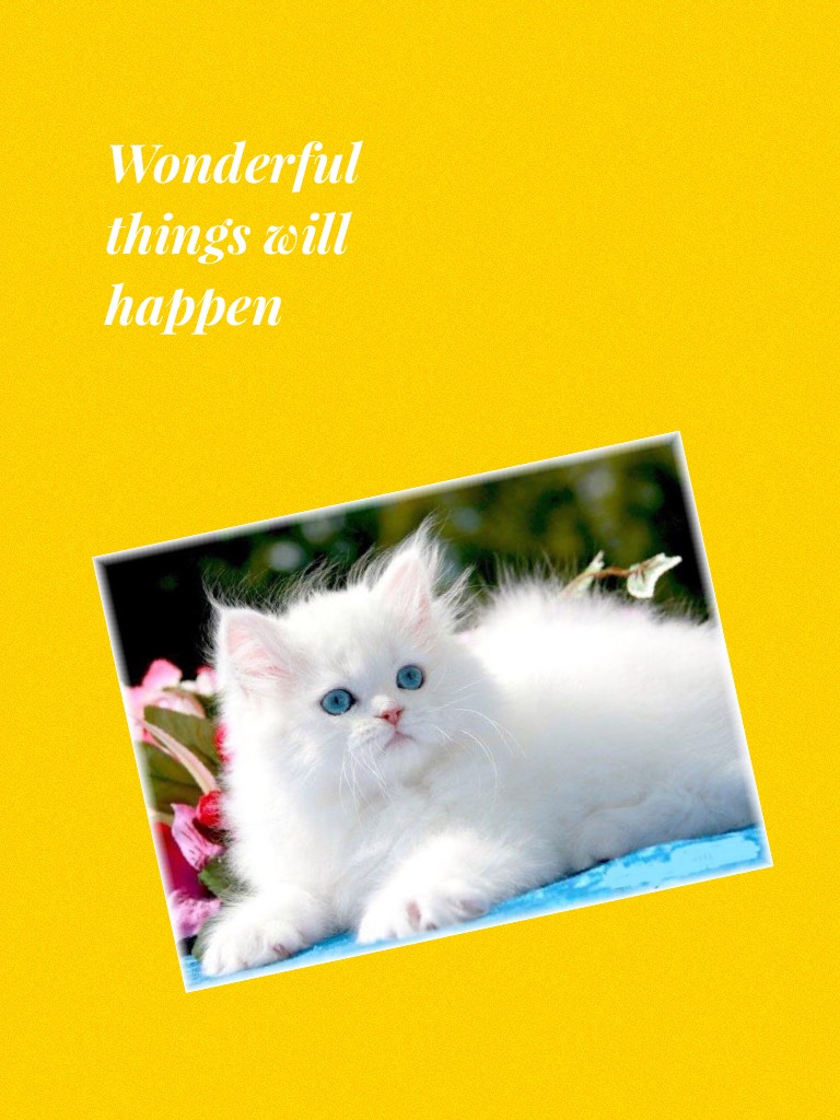 Wonderful things will happen if you see a white cat
