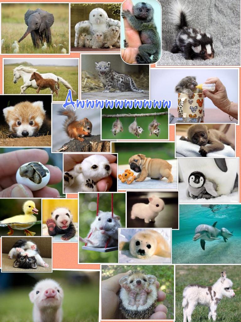 So many adorable cute baby animals in the world!!!