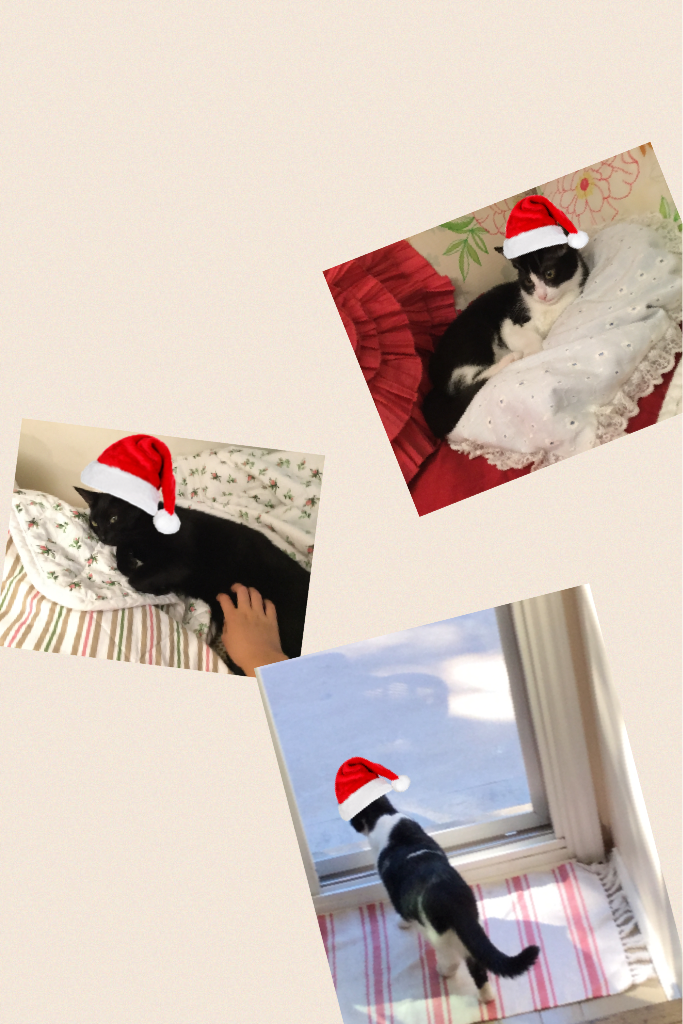 Cats Christmasafyed!!!!