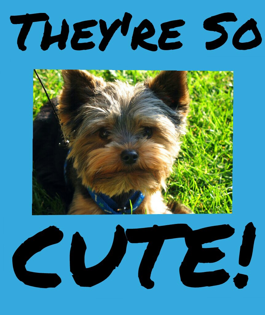 YORKSHIRE TERRIERS ARE SO CUTE!!!!!!!!!!!!!!!!!!!