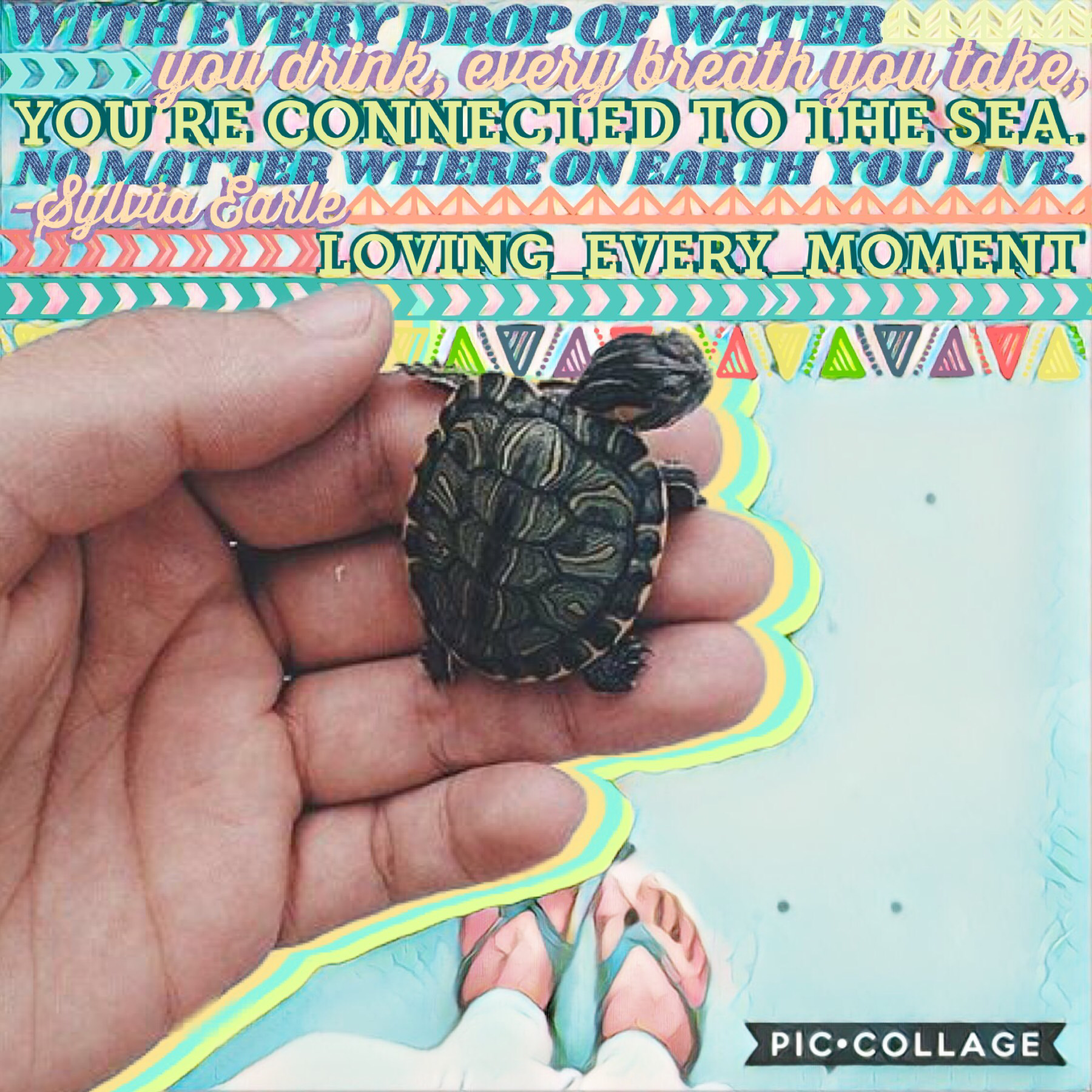 Tap
I’m gonna do a turtle theme for a little while.
Hope you love it!
QOTD: Books 📖 📚 or Movies 🎥 