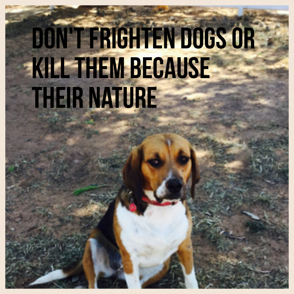 Don't frighten dogs or kill them because their nature
