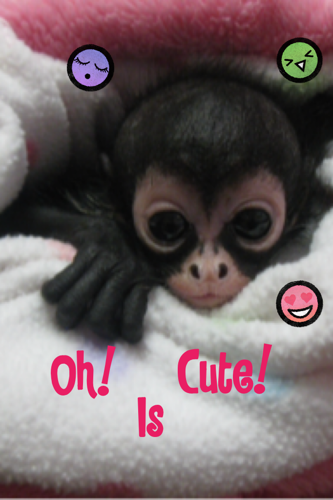 Even a monkey 😍😍😍