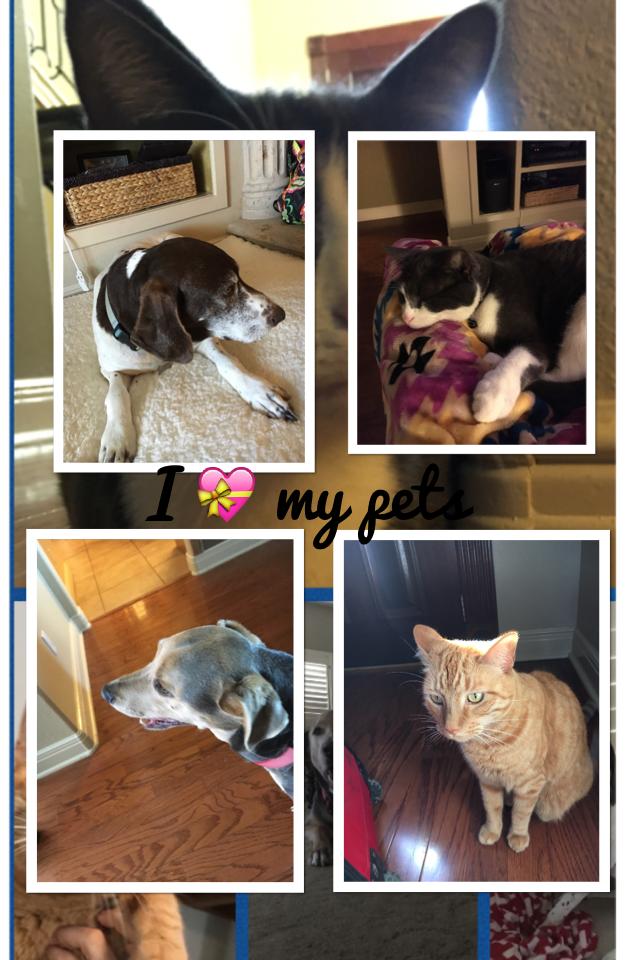 Click here👍🏿


I love my pets they r so wonderful and sweet😊💝