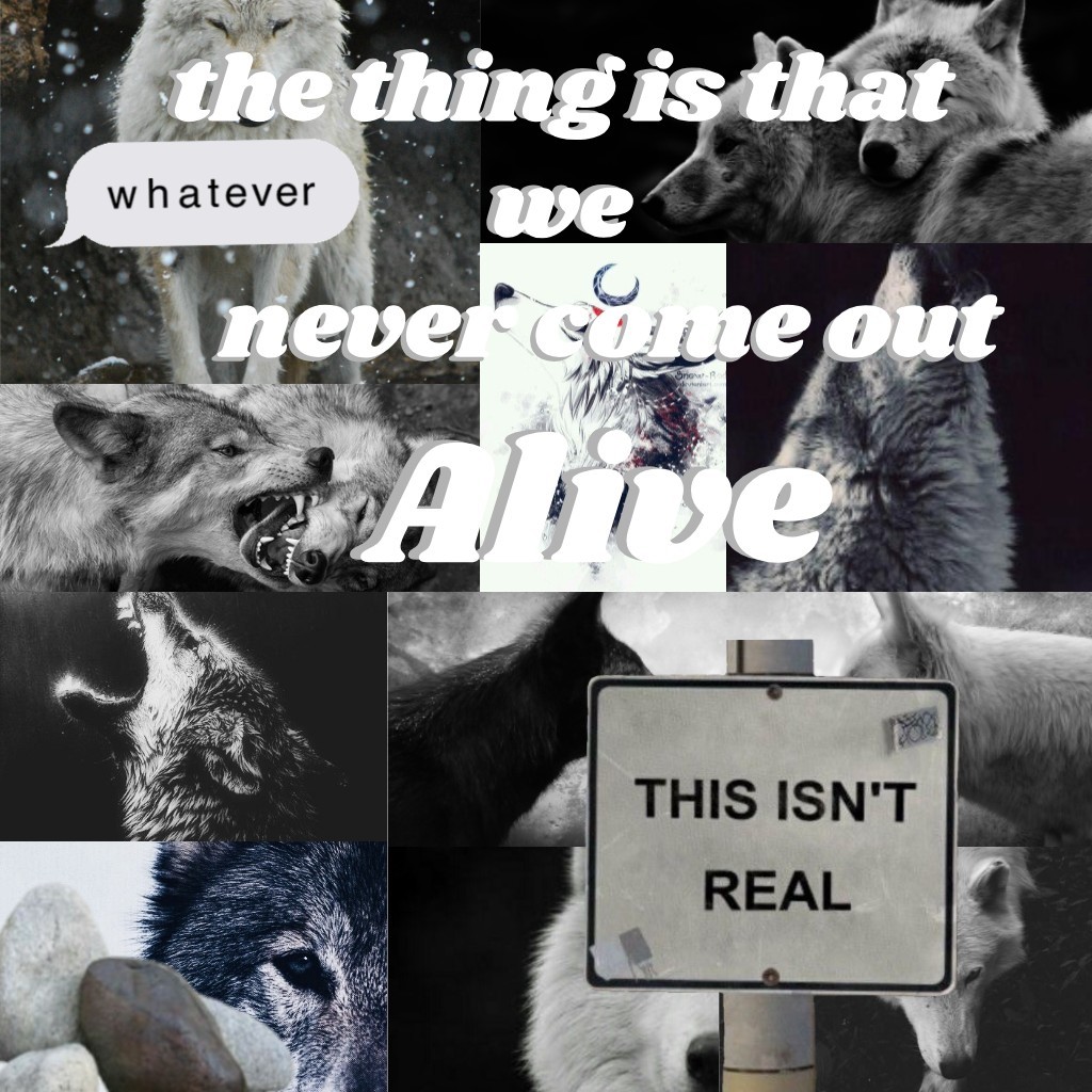 tap
2/23/21
-wolf/grey aesthetic-
I made a new type of aesthetic!
                    ^w^
