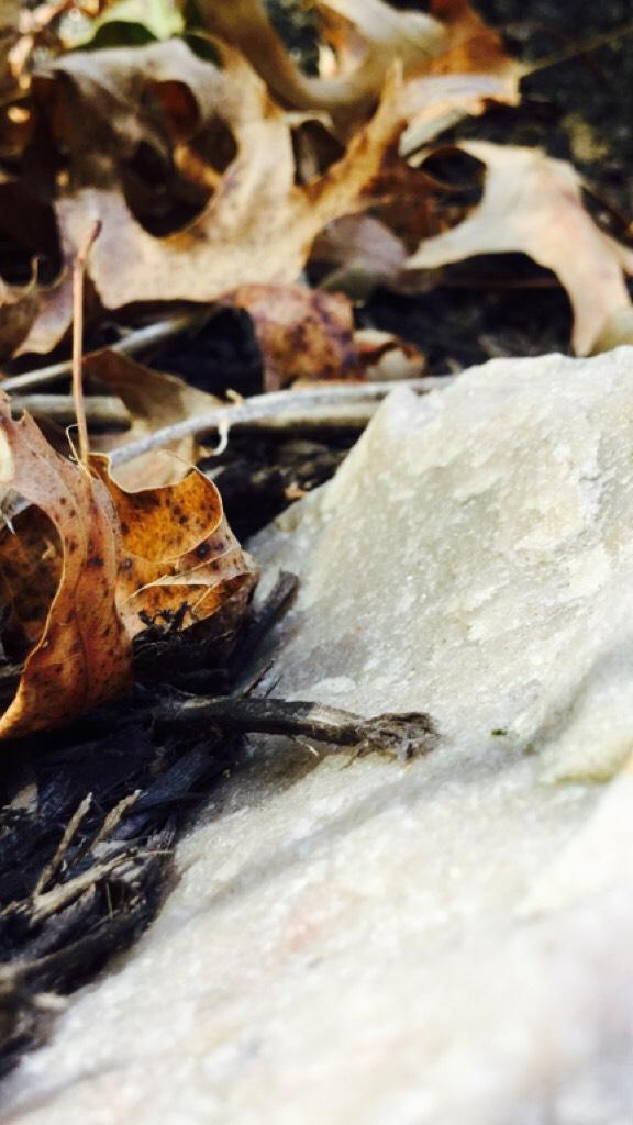 🍂TAP🍂







This picture is not the most interesting (my apologies) but I like it because of the detail.




Also, if you couldn't tell, the white thing is a rock! 🍁🍂(insert "rock" emoji here) ;) 



Thanks for following!



