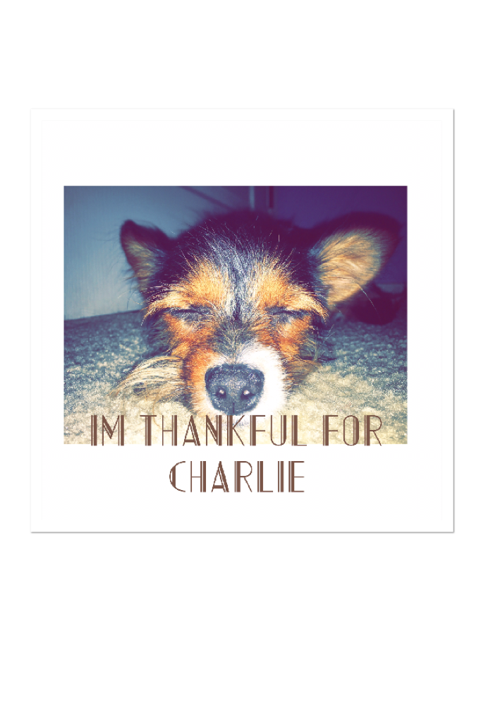 I'm thankful for Charlie my dog 🐶 I love ❤️ him 