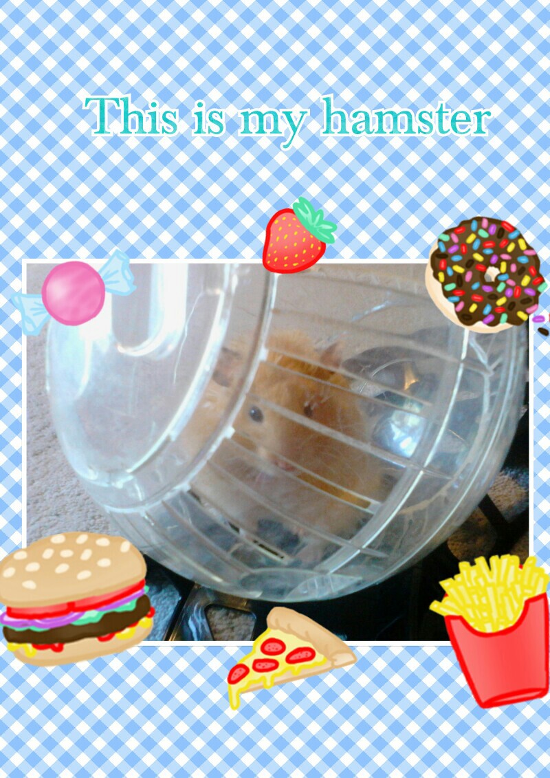 This is my hamster 🐹