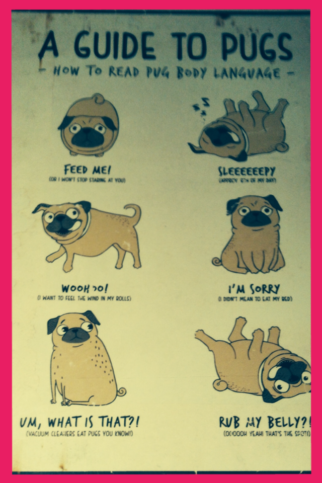 A guide to my adorbs pug Maple or Fifi