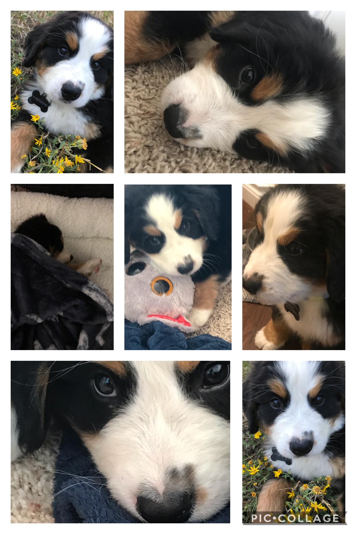 🐾💞Tap💞🐾
























Got a new puppy!!! He is a Bernies Mountain dog, and is 7 weeks old! His name is Teddy 🥺💕🐾
