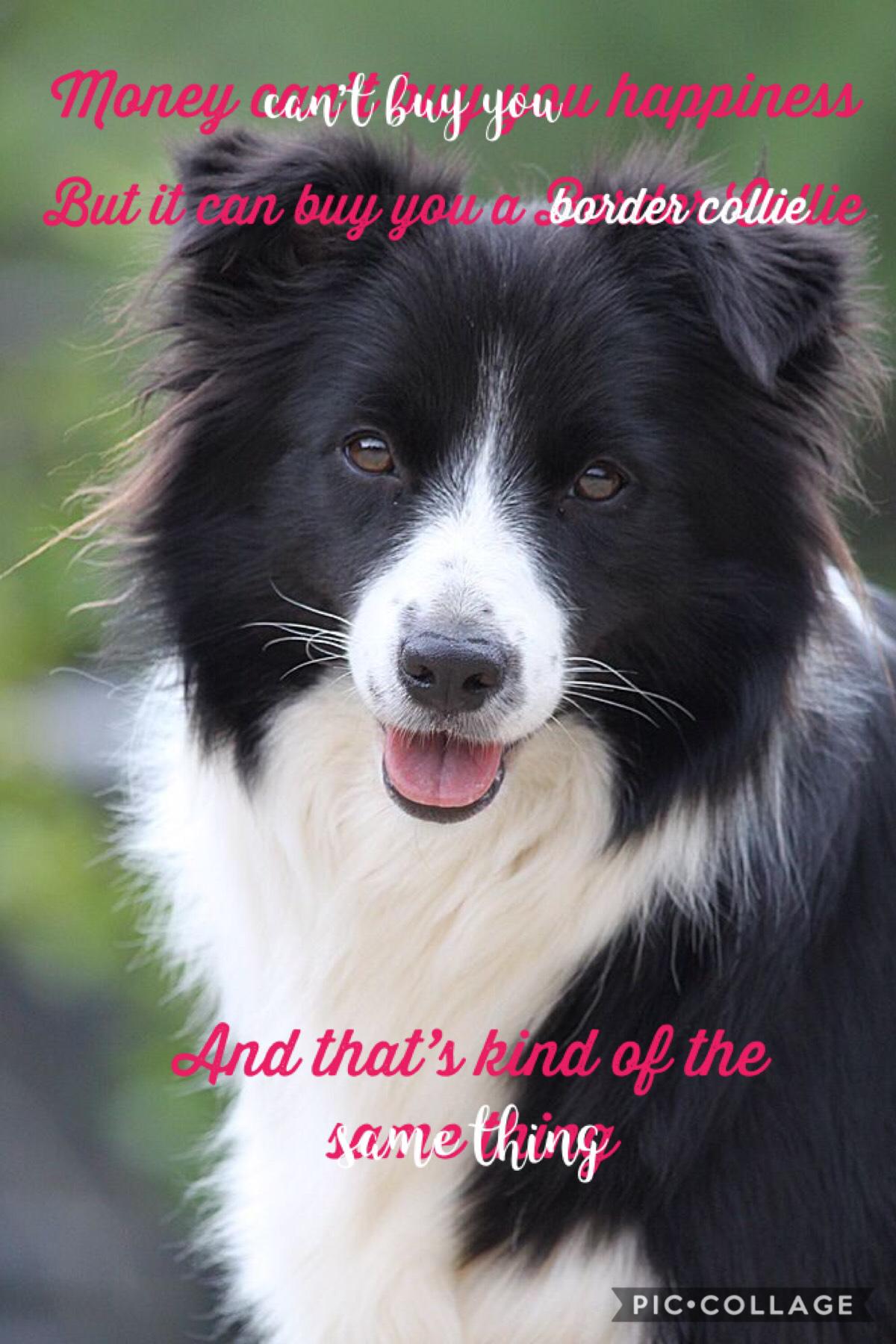 Money can’t buy you happiness, but can buy you a Border Collie, and that’s kind of the same thing. ❤️❤️❤️