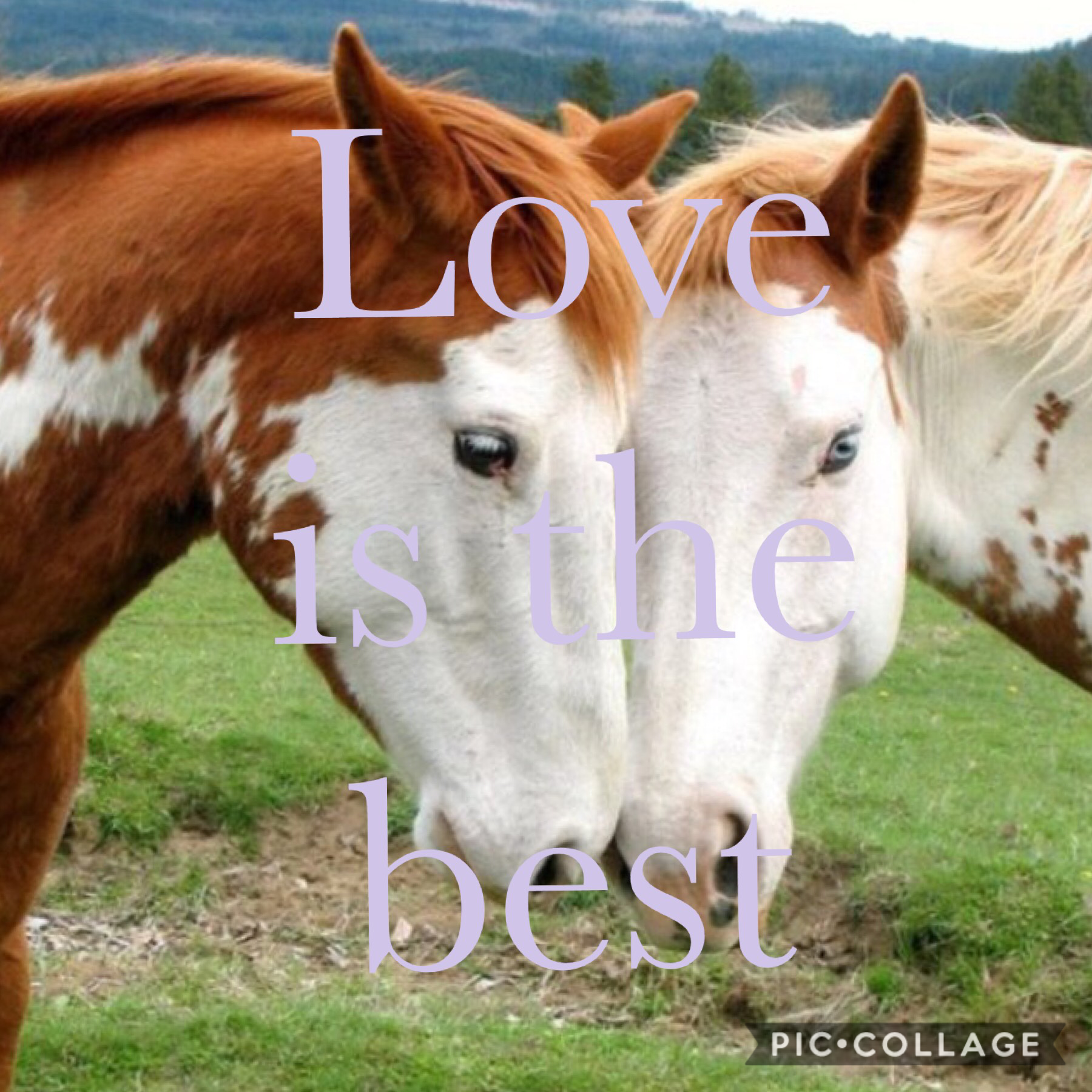 Love horses 🐴 