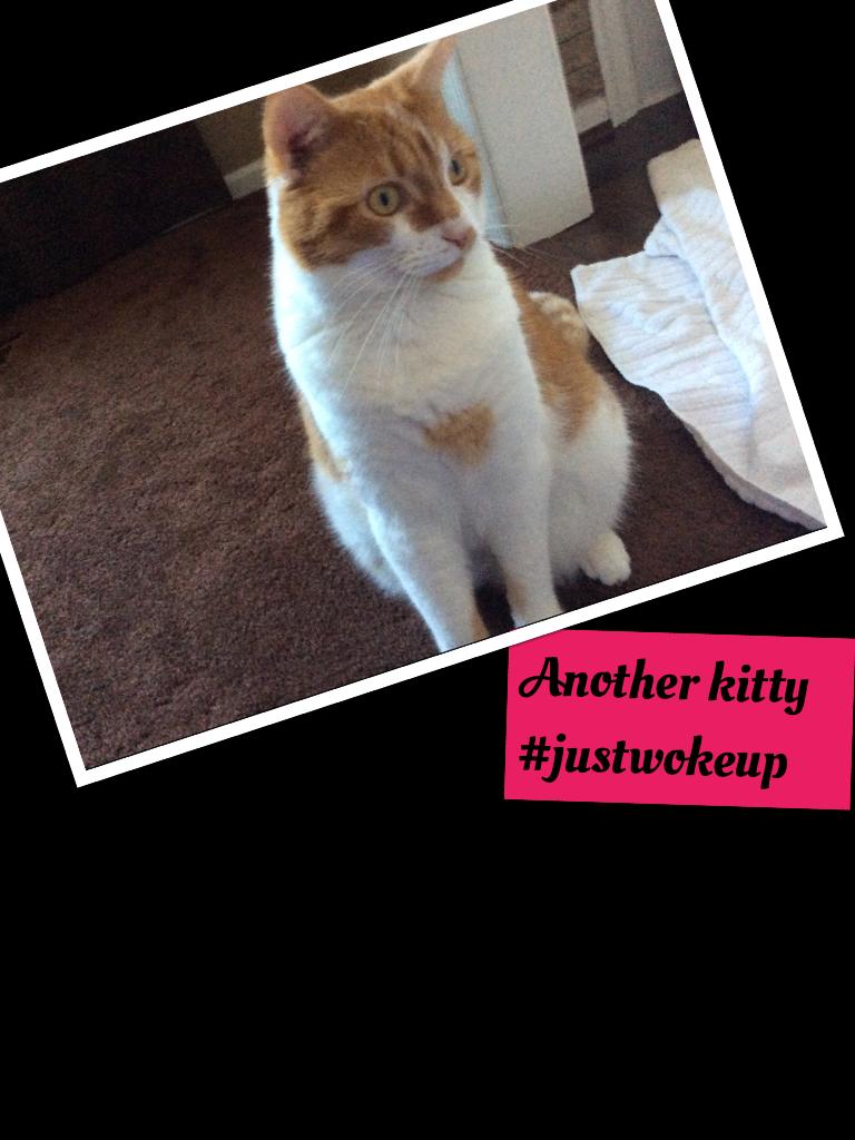 Another kitty
#justwokeup