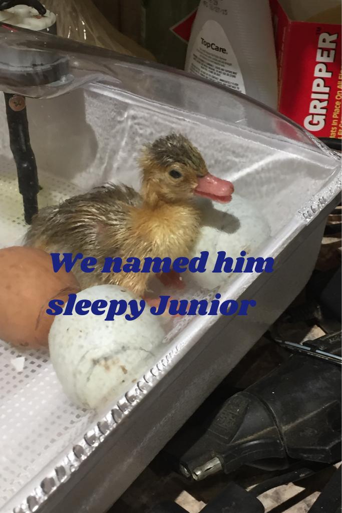We already have duck names sleepy
PS he baby looks just like him