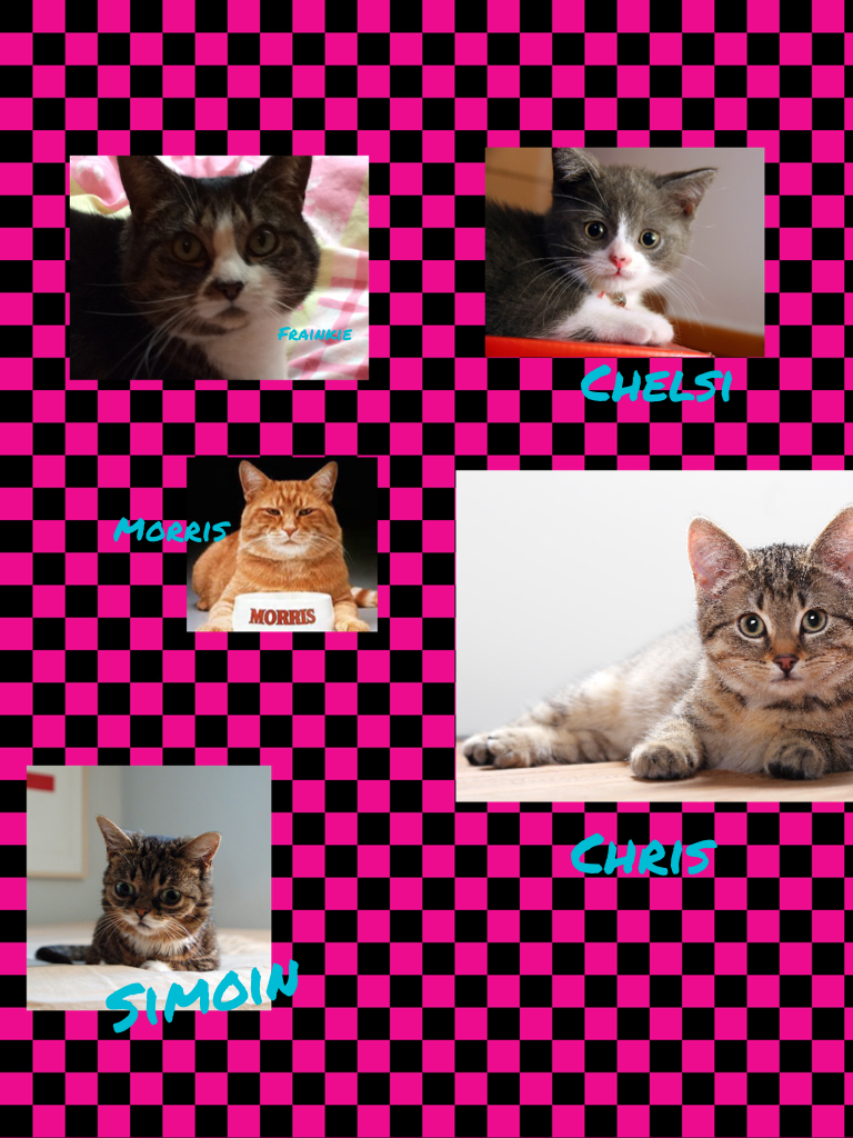 Which cat is mine write in  the comment down bellow with the one you think is mine and in a week I will give a shout out to the one that was correct 