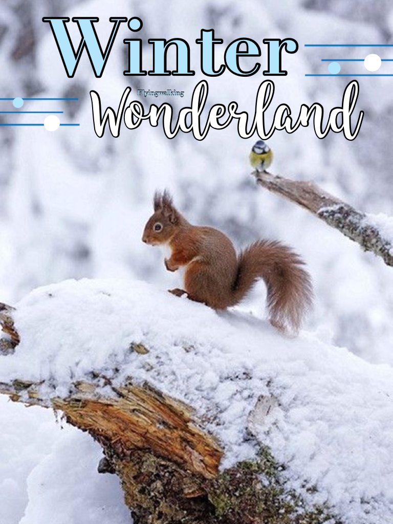 Winter wonderland ❄️❄️❄️