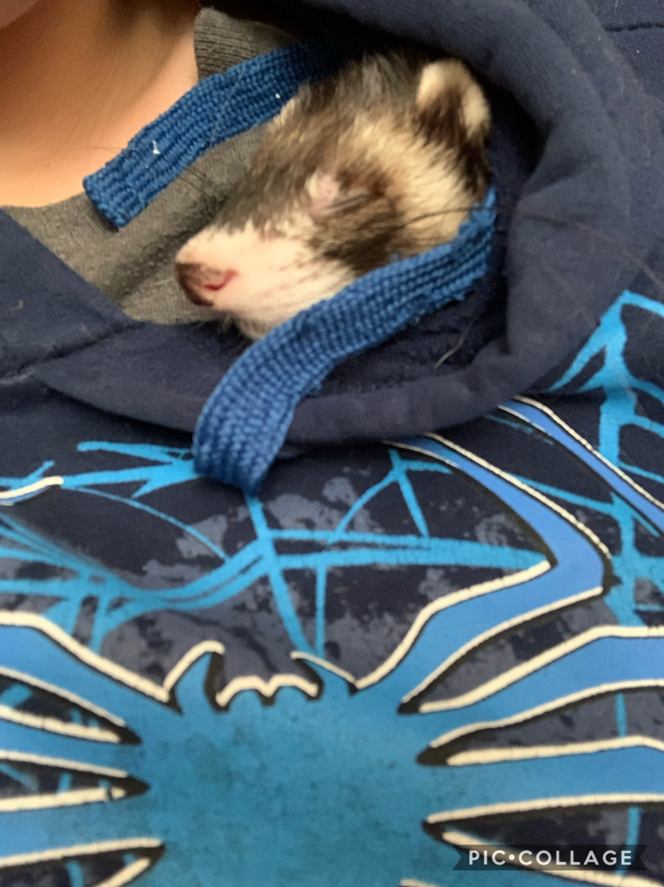 Hamilton’s new favorite place to sleep is my hoodie now and I am 100% okay with that