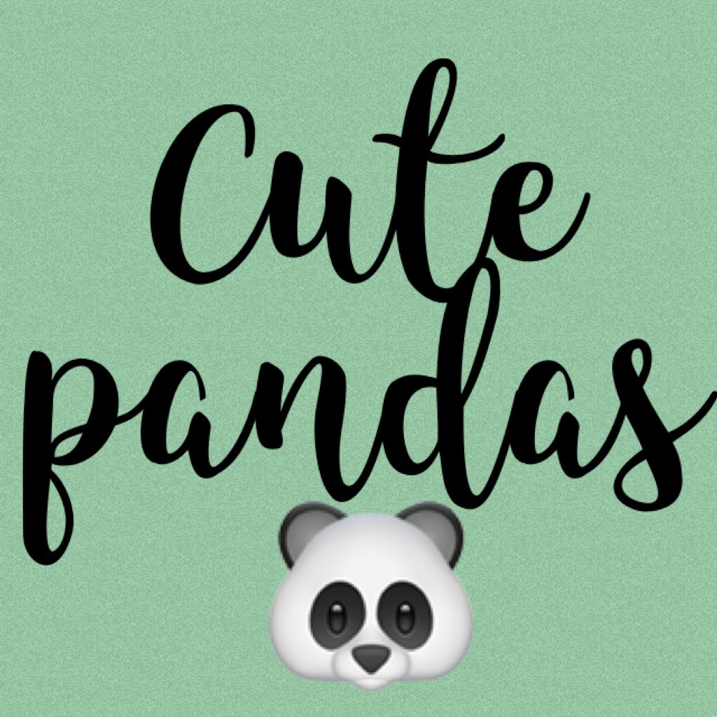 Cute pandas 🐼 