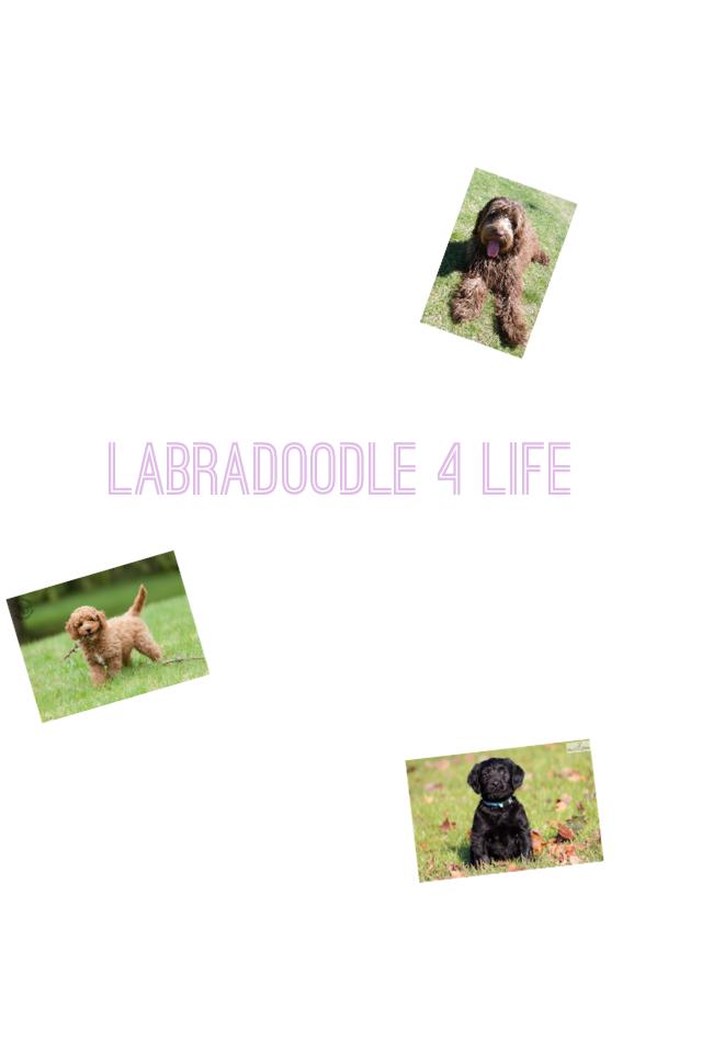 labradoodle 4 life