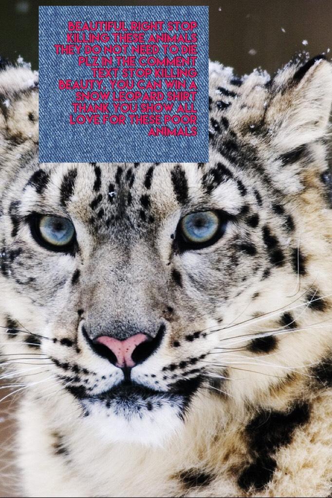 Beautiful right stop killing these animals they do not need to die plz in the comment text stop killing Beauty. You can win a  snow Leopard shirt thank you show all love for these poor animals
