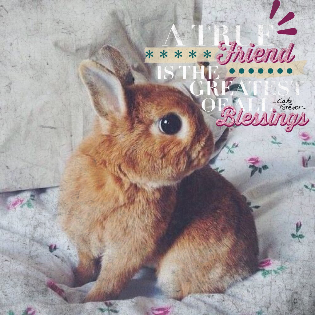 Dedicated to my bunny-loving friends: Super_Jas_Rabbit, iPicEm  and KangBeth4ever! 😄🐰🐇✨