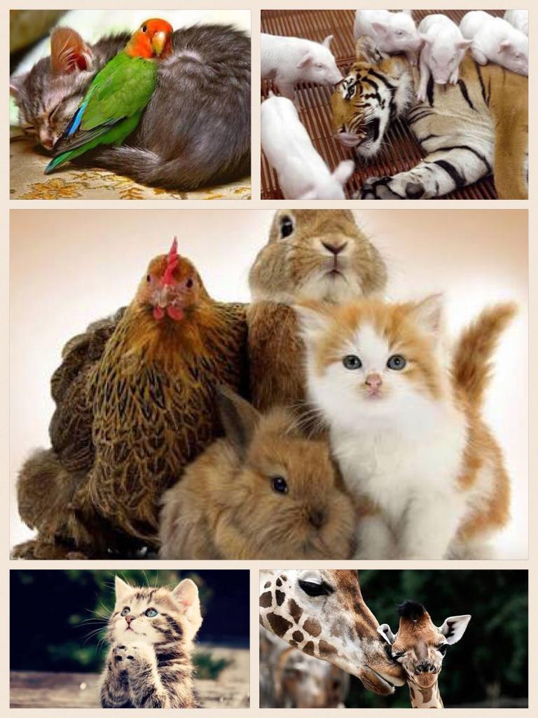 Lots of cute animals
