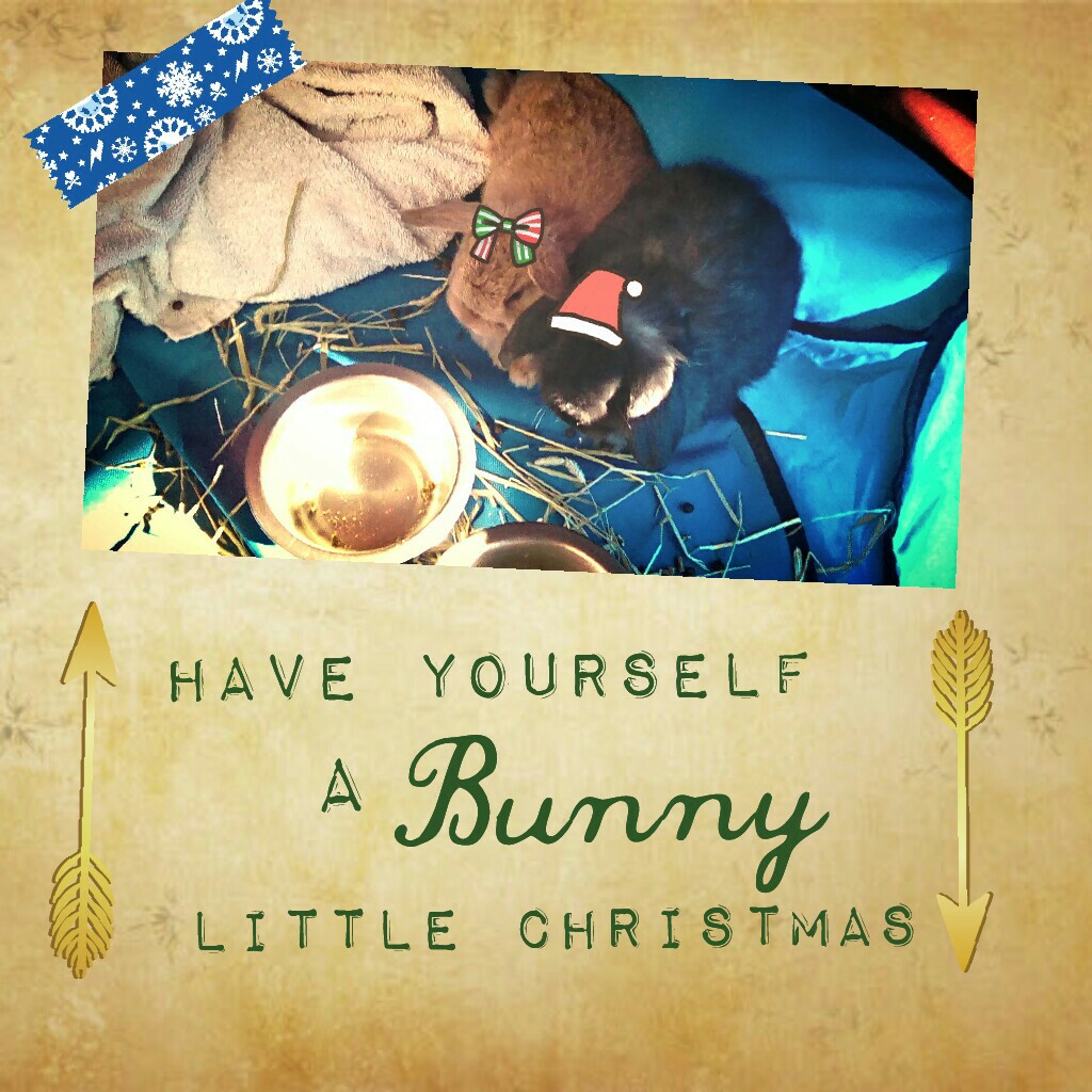 🎁🎄click here🎄🎁
these are my new bunnies! The black one is a boy, brown one 's a girl.
