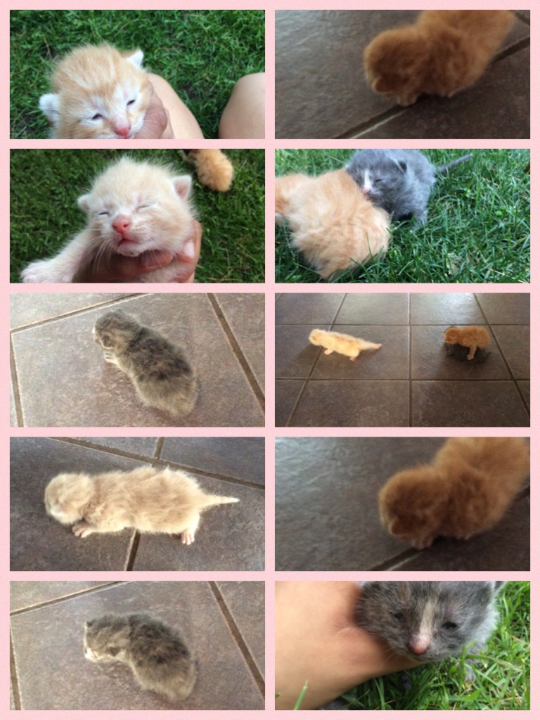 5/22/18 my little baby kittens 🐱 
