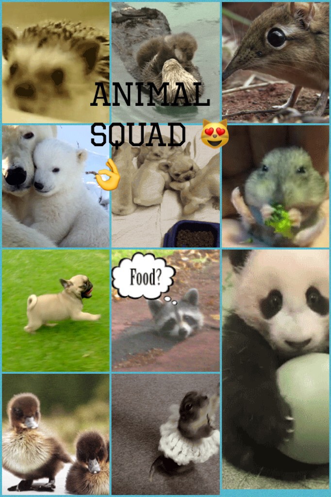 Animal squad gifs😻👌