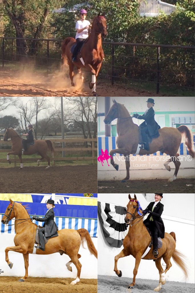 Collage by saddlebred_rider