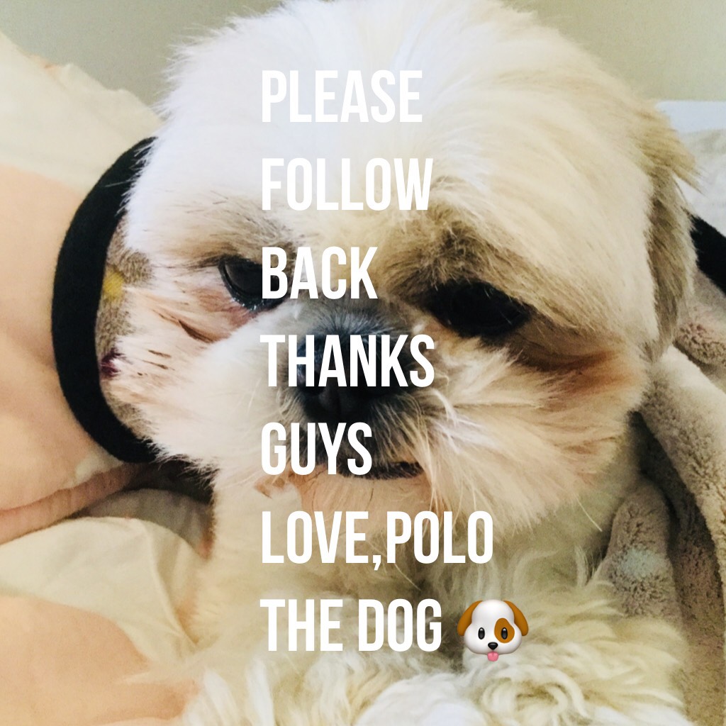 Please follow back thanks guys 
Love,polo the dog 🐶 