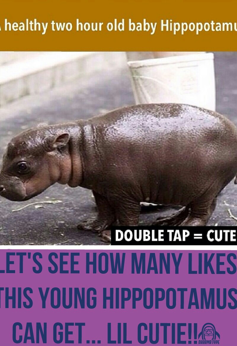 let's see how many likes 
this young hippopotamus
can get... Lil cutie!!😊