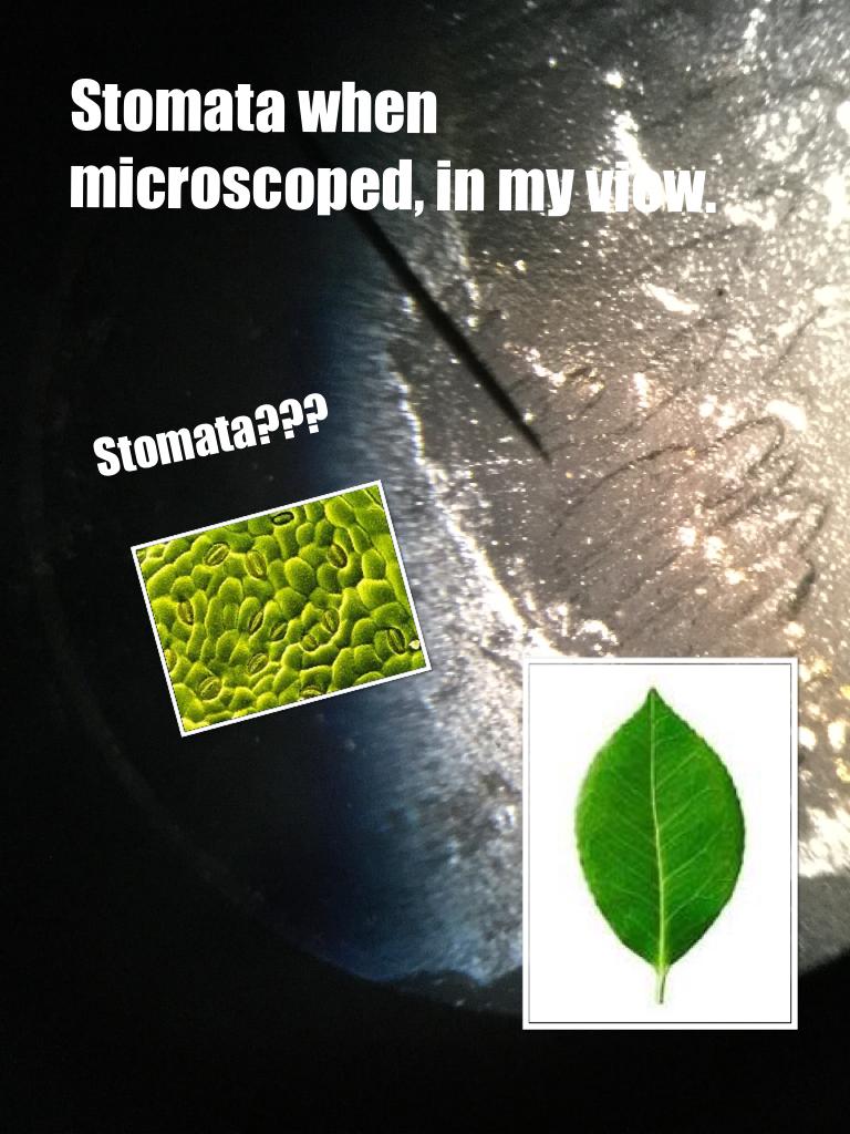 Stomata when microscoped, in my view. WHAT!?