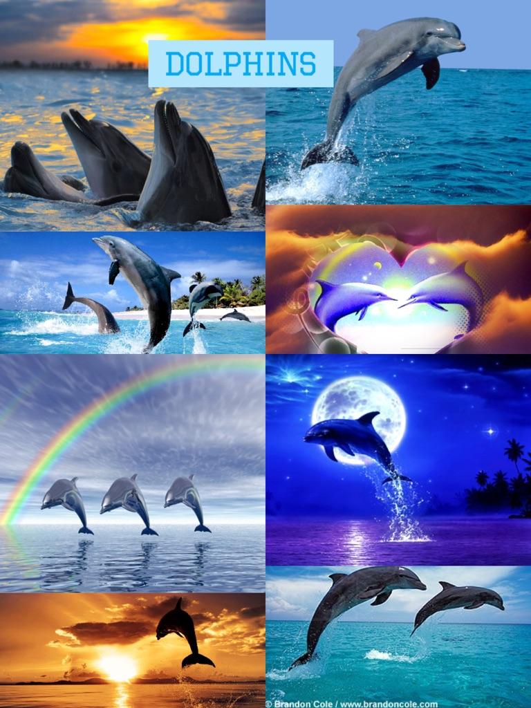 DOLPHINS
Please LIKE it if u 💖 DOLPHINS ...please