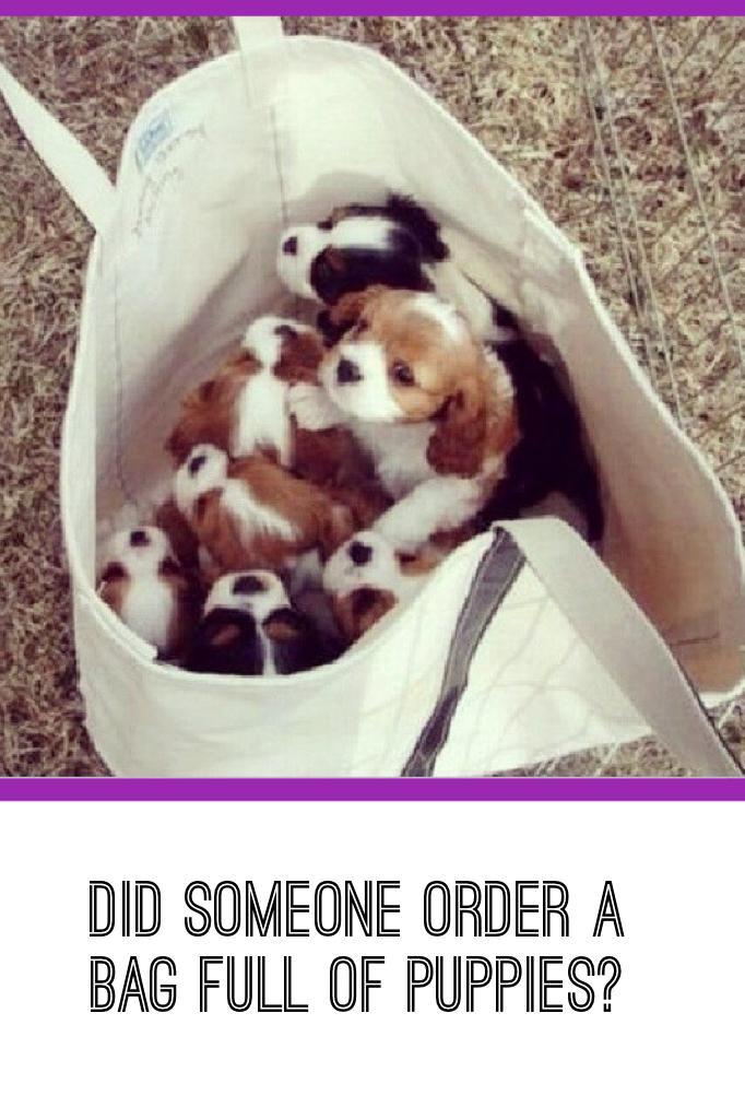 Did someone order a bag full of puppies?