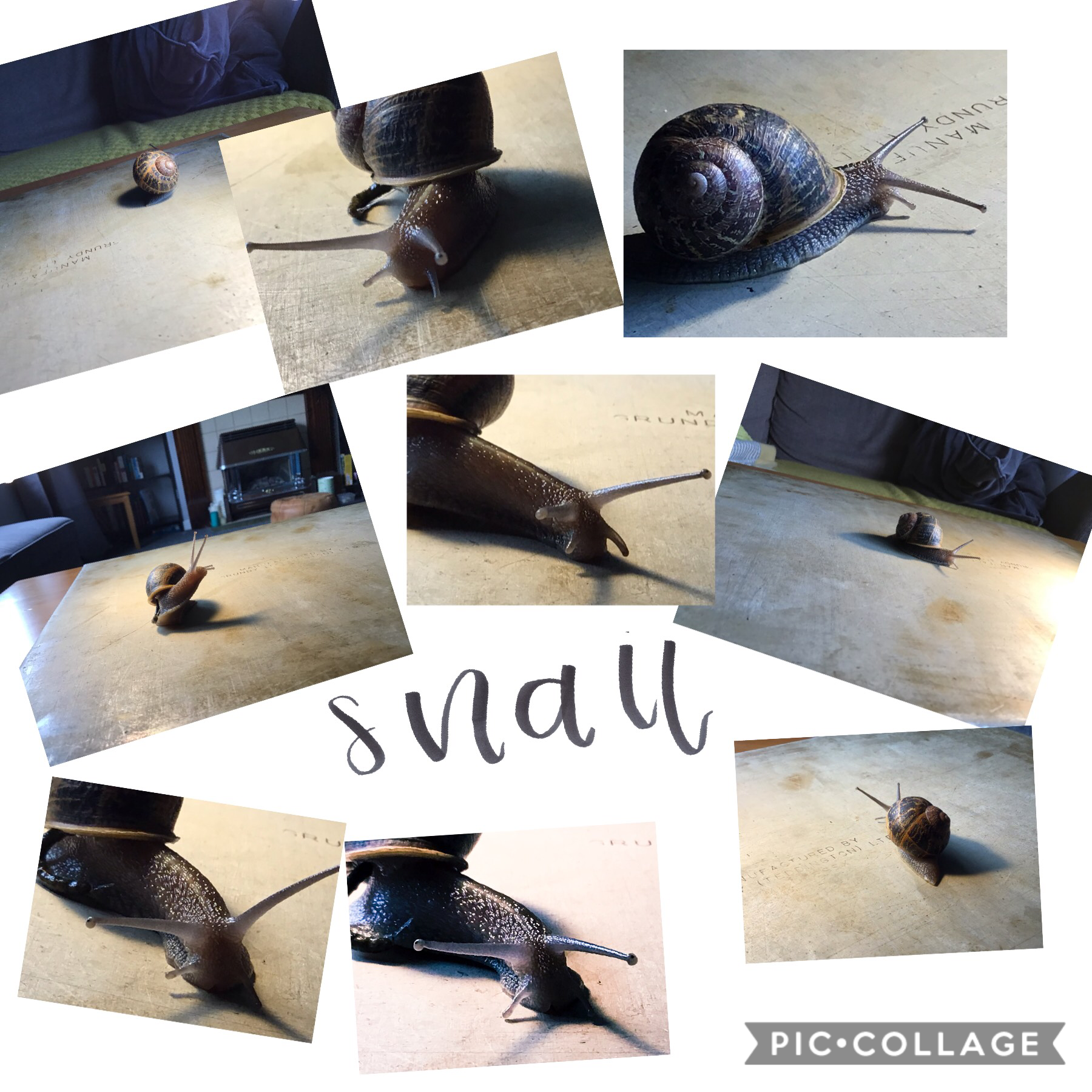 My snails!